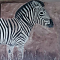 Zebra - 0,40 x 0,40 m - Acryl auf Leinwand